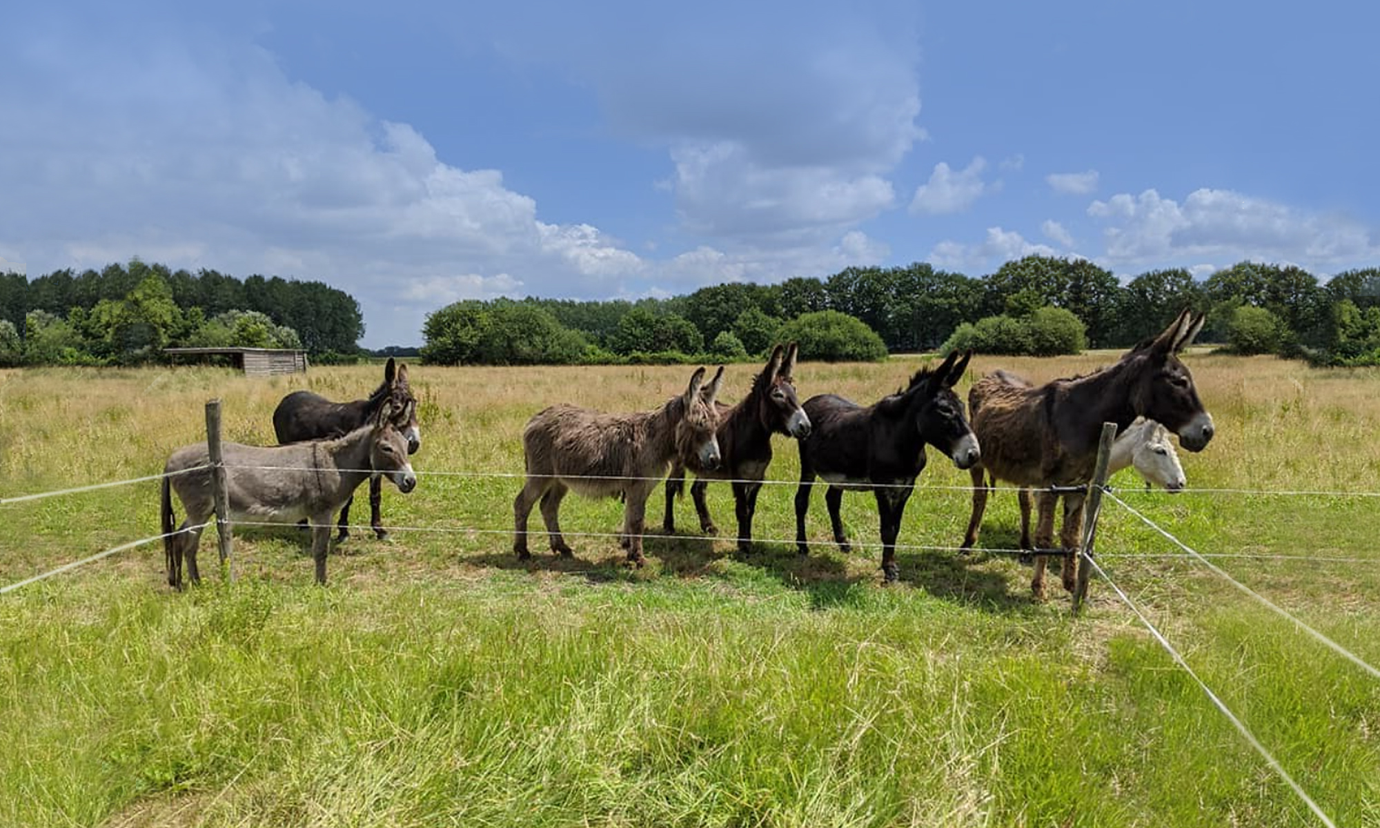 De ezels in hun weide.
