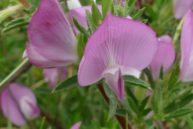 Ezelskruid, Ononis spinosa.