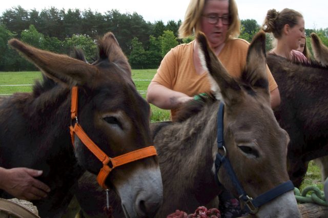 Ezelskruid Ezelwandelingen Berlaar (Lier) D’Elzen